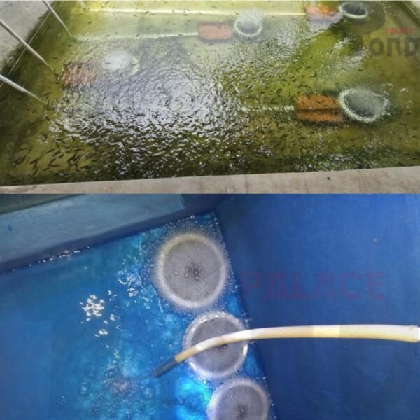 Membran Kolam Koi 20 Cm Air Diffuser 8 Inch - Gambar 3